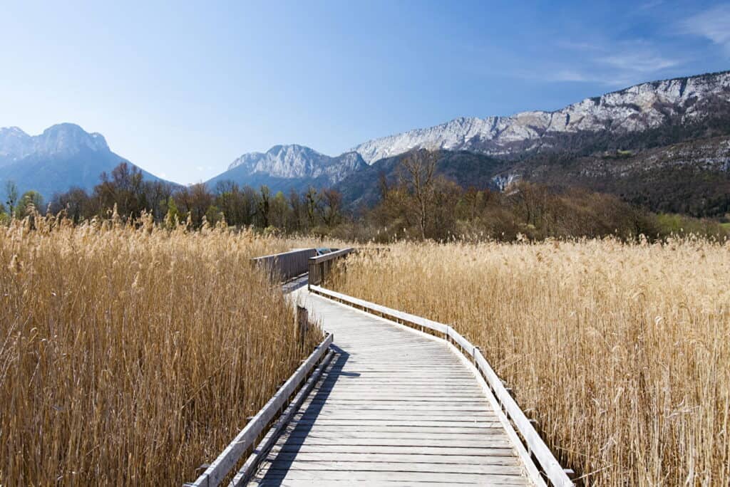 A boardwalk through tall grass, with mountains in the background.