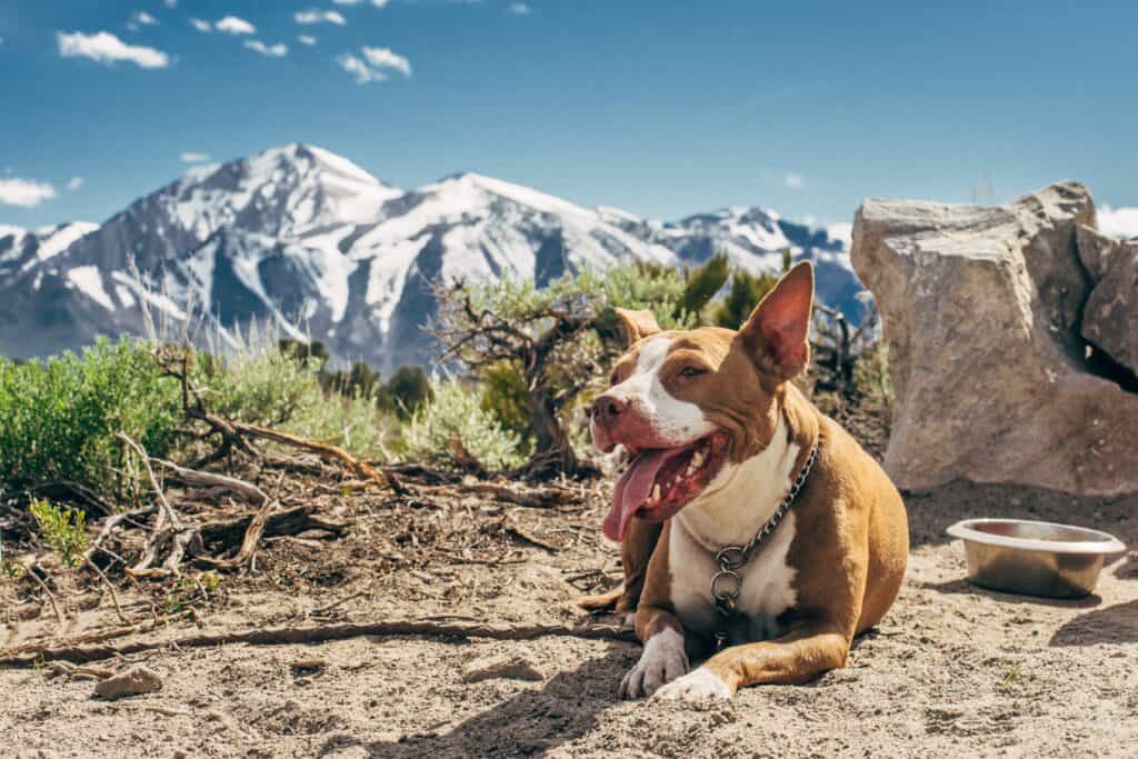 A dog lies in the sun in the mountains