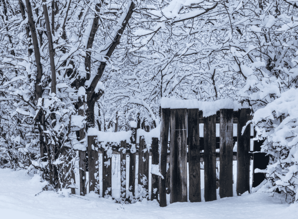 Trees, a wooden gate and a fence covered in snow