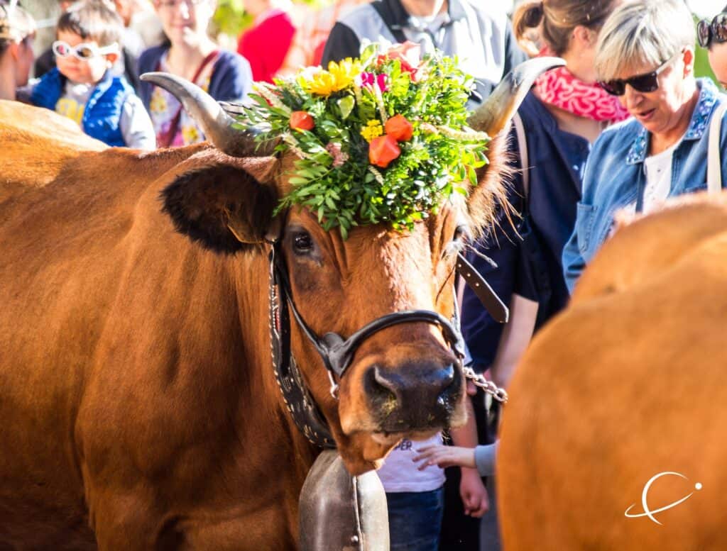 Vache ornée d'une couronne de fleur à l'occasion de la descente des alpages, activités d'automne à ne pas manquer dans les Alpes.