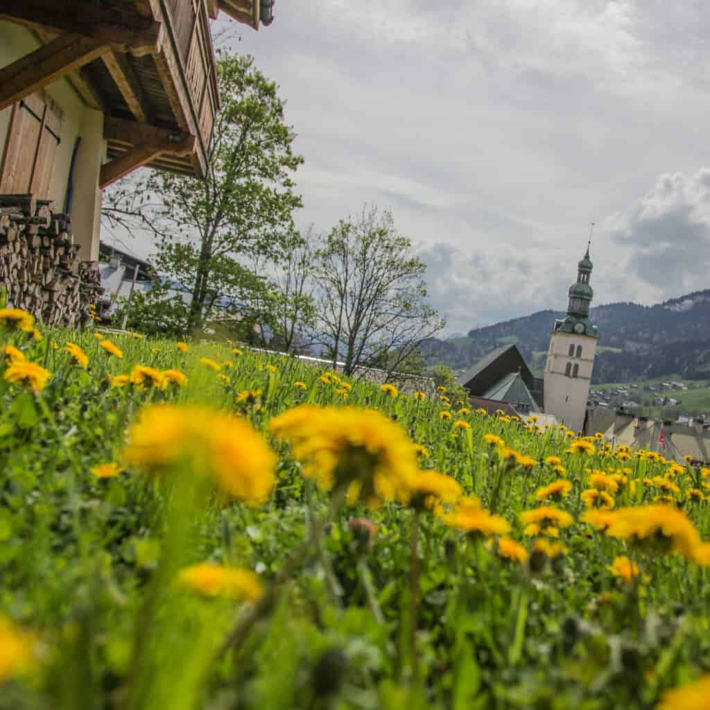 Megève in spring with yellow flowers in foreground and church in the background